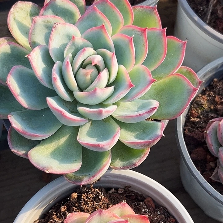 大单头       法兰西      玫瑰