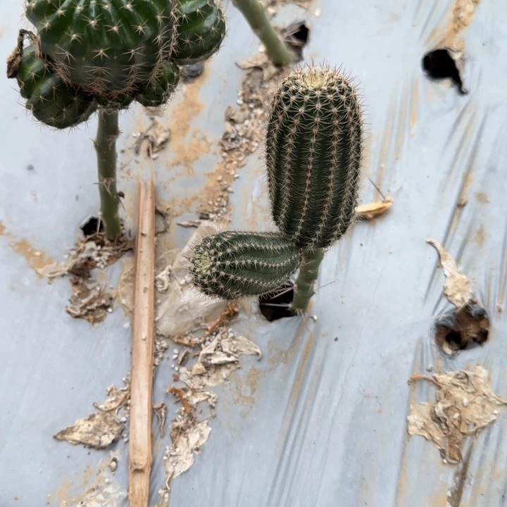 高山丽花仙人球310