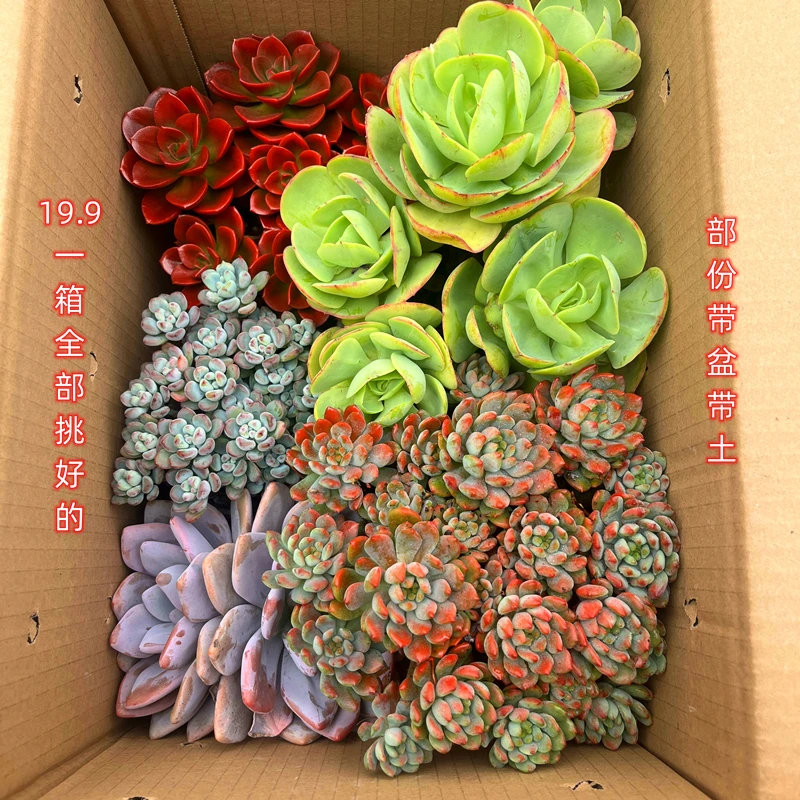 一箱多肉8-10颗，下单后NO退NO换