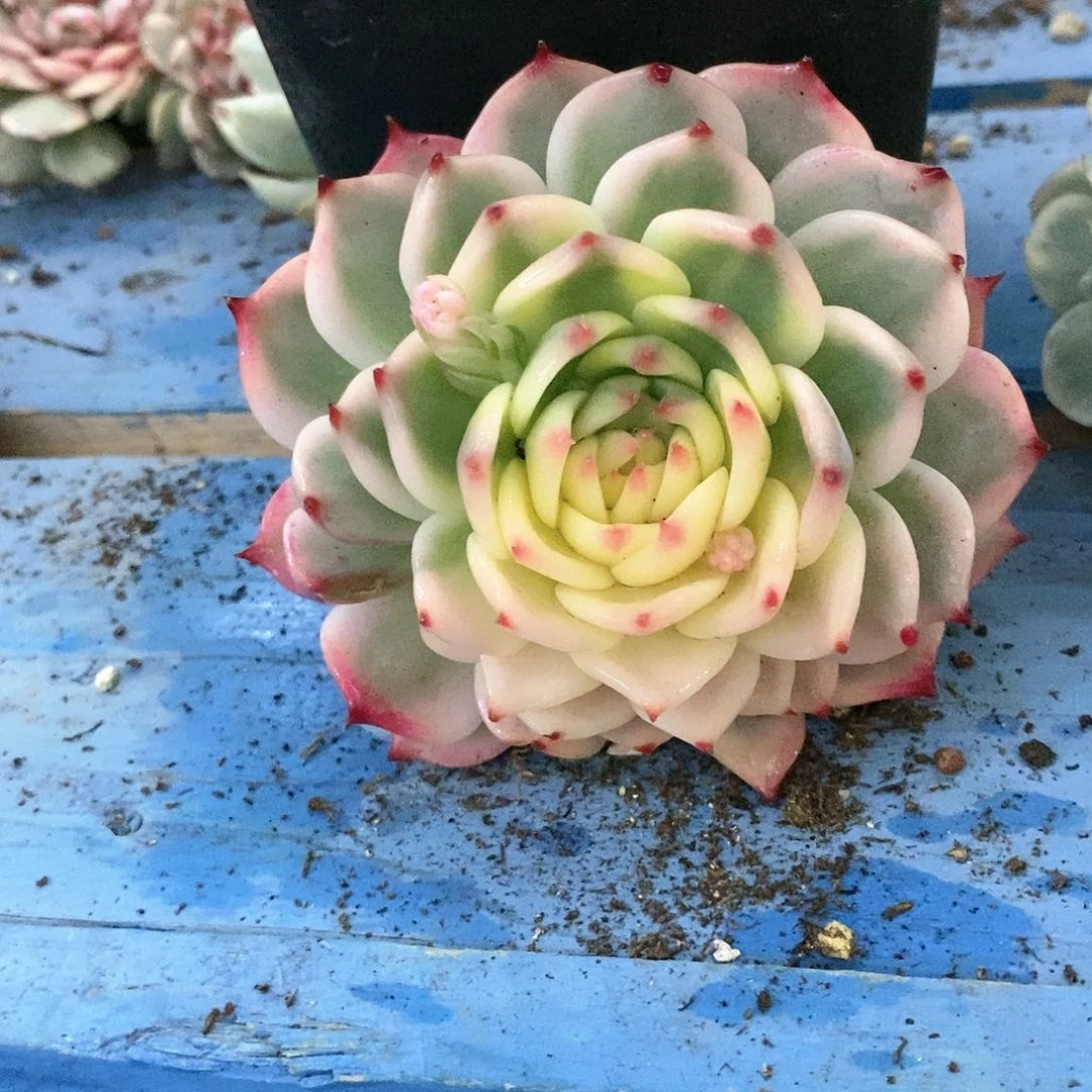 王*微娃娃锦多肉植物哇啦塞哇啦塞