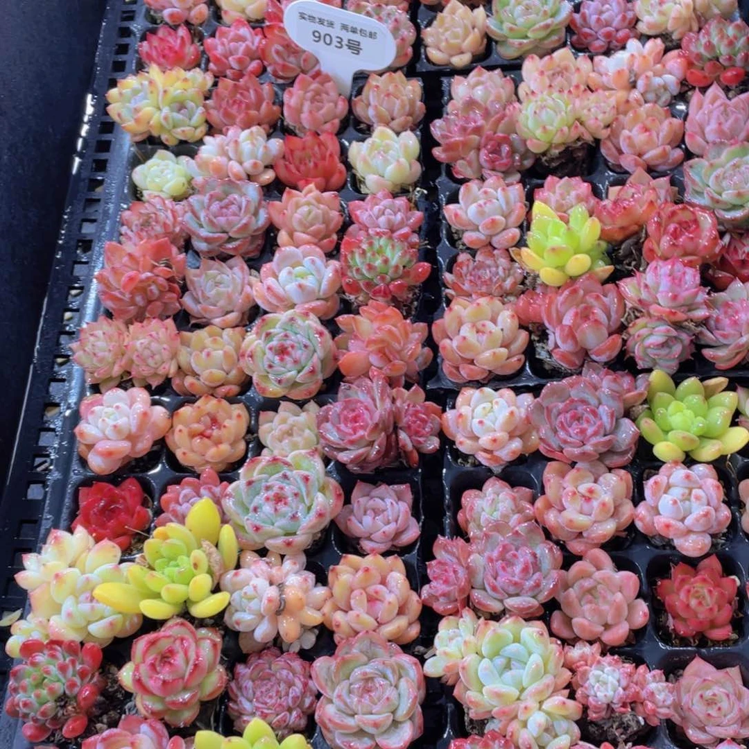 903号 全状态小可爱美肉20颗