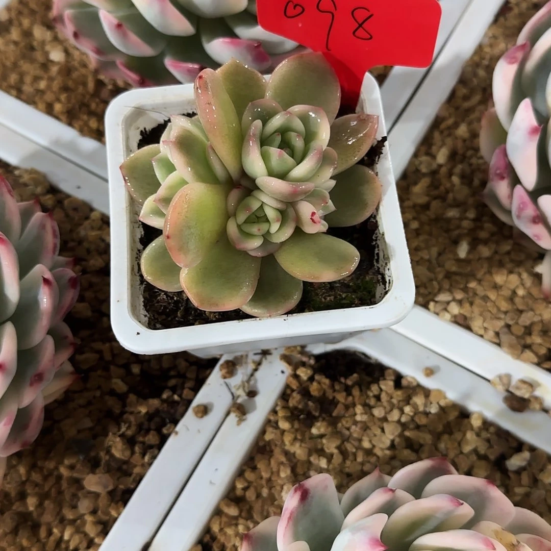 098梦露底座锦多肉植物