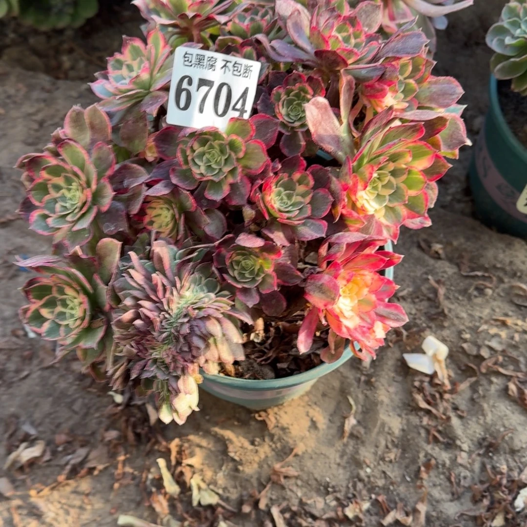 法师 丘比特 6704 18-18