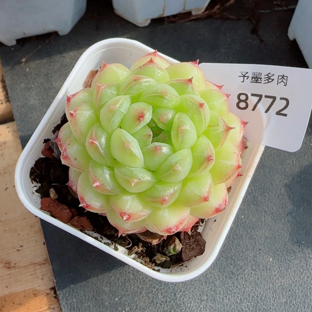 孤品珍妮，8772多肉植物