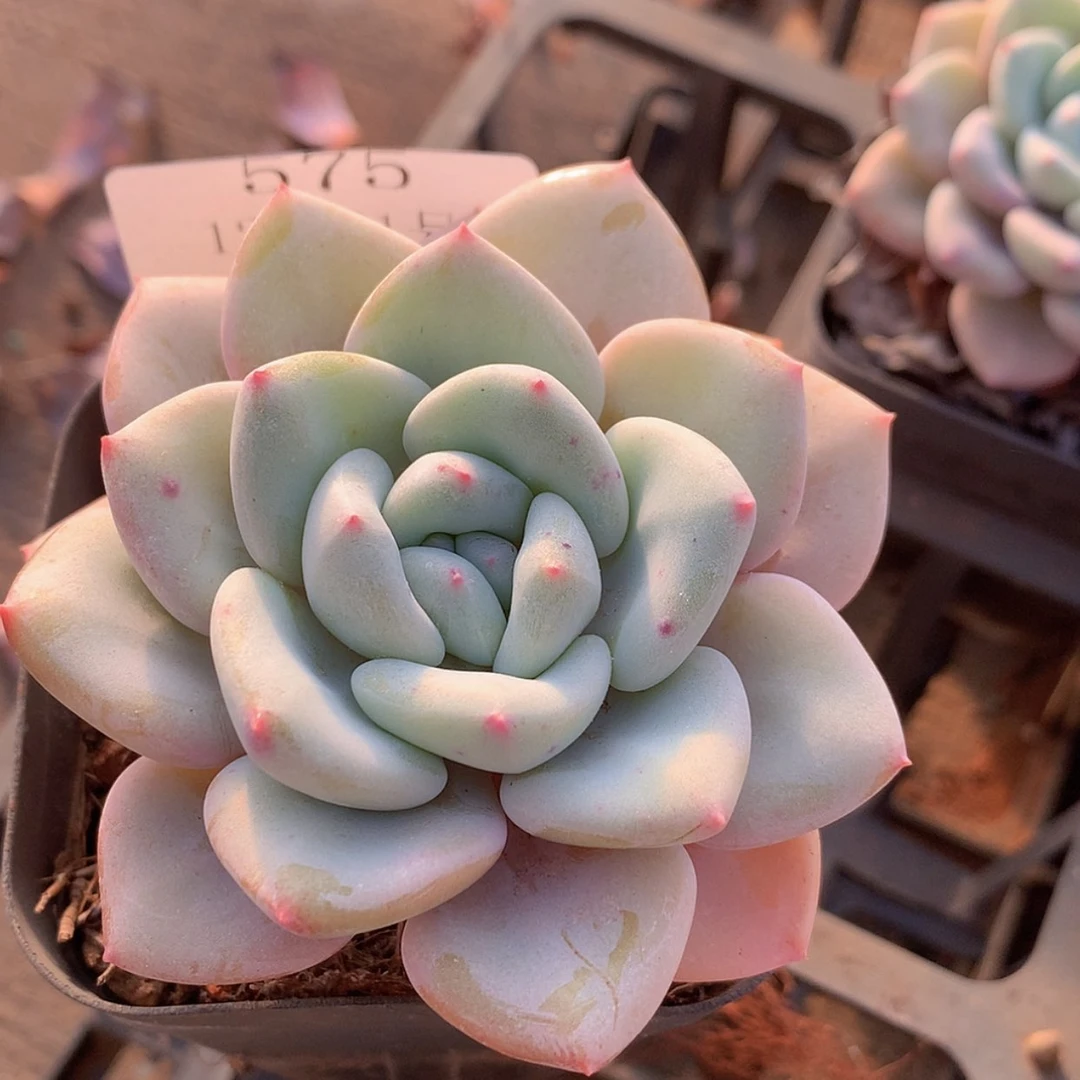 【闪购商品】云575号