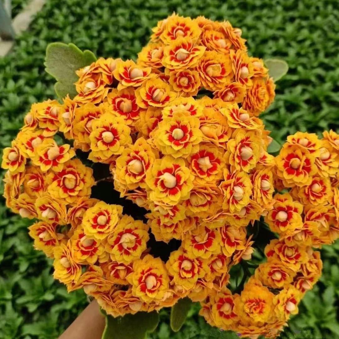 【洛桑女神】重瓣大花长寿花