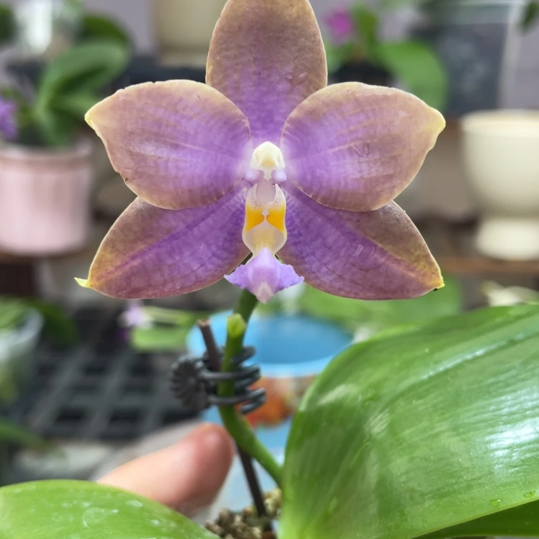 完全开放10叶瑕花期不保