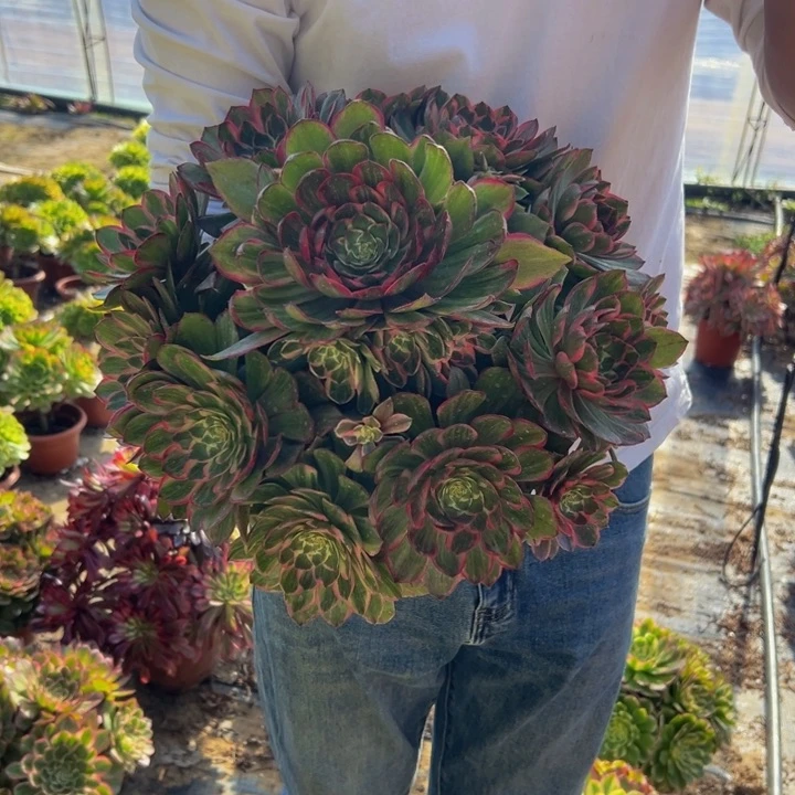 36.8莲花座一棵包邮