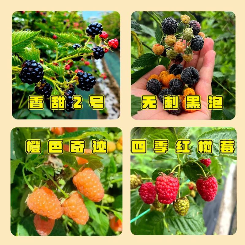正宗四季树莓树苗四季橙树莓四季红树莓双季黑树莓无刺黑泡树苗