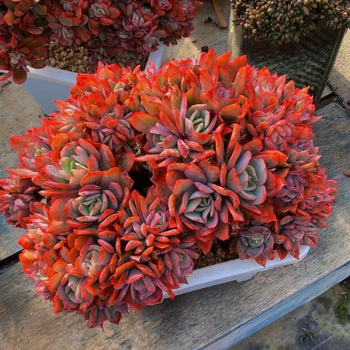 精控绮罗老桩无砍群