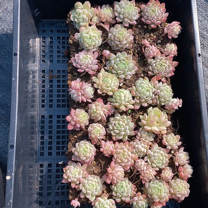 123 多肉植物盆栽花卉植物