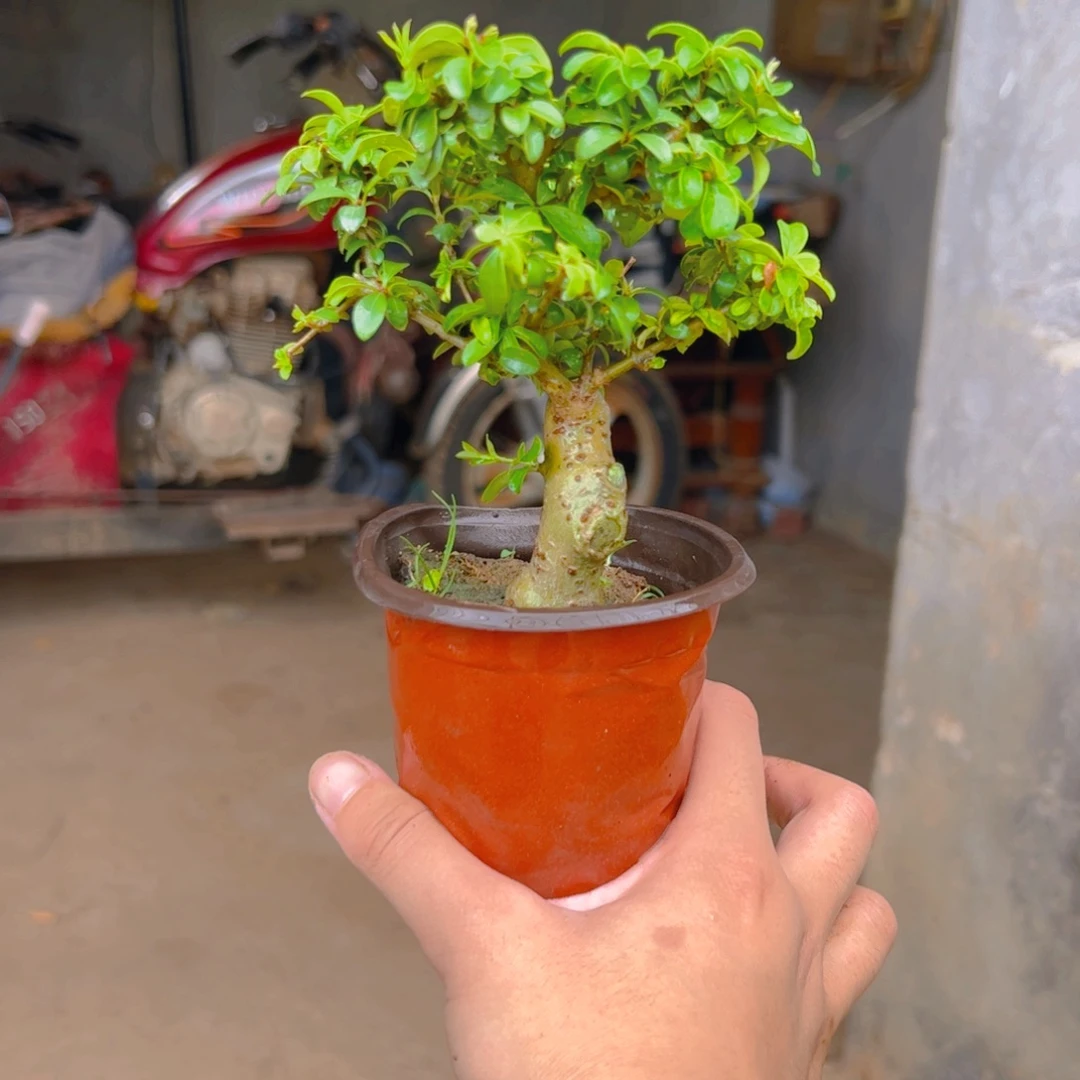 发***达无花朵除非风风光光
