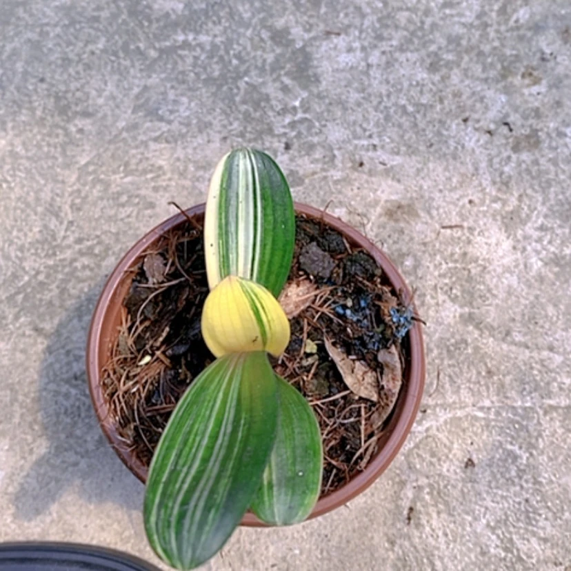 【闪购商品】当前无花朵，栽培后可花朵山***人