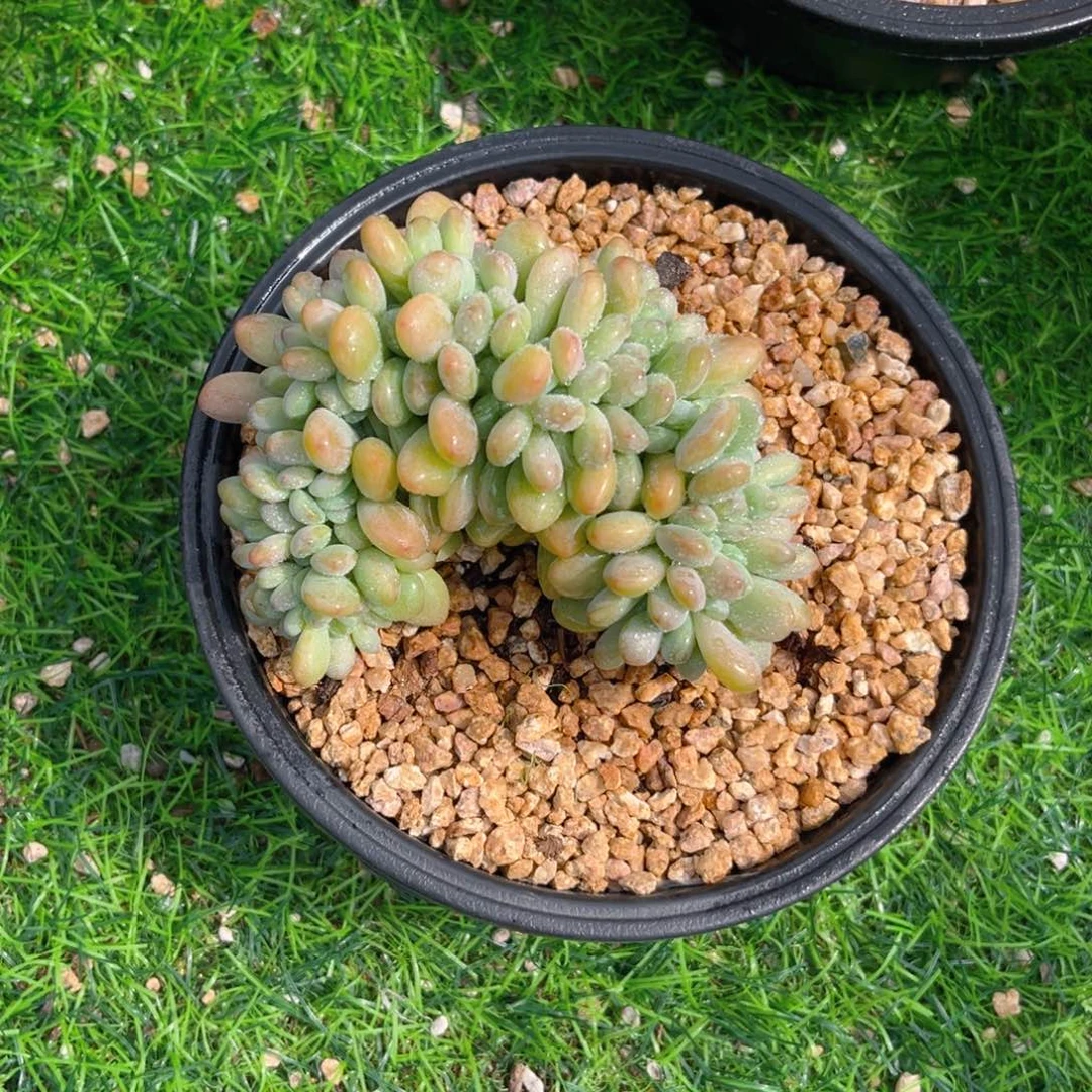 木糖醇缀25666699999