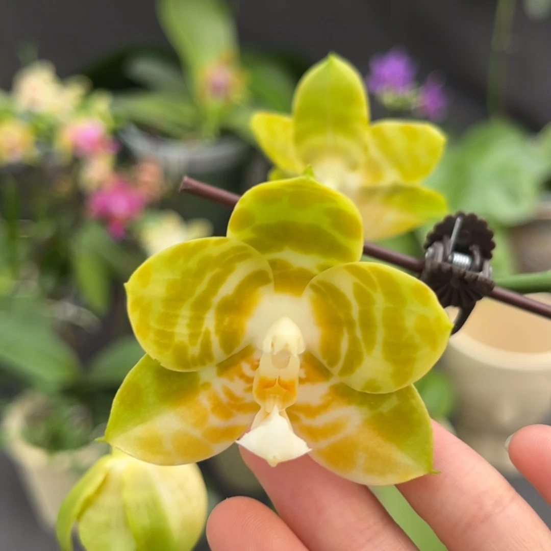 完全开放3.5寸弥陀反射王开花株