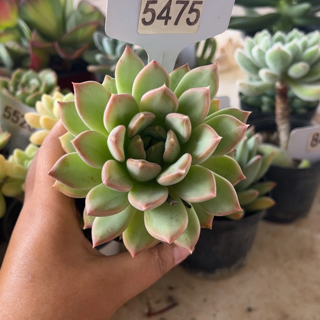 【闪购商品】锦鲤。5475。 11111-11