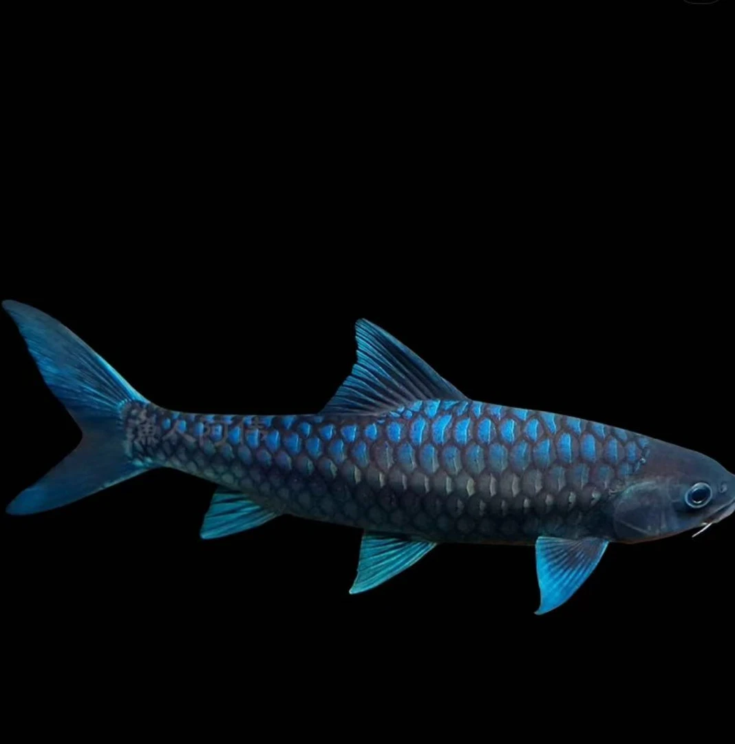 吉罗观赏鱼鱼直播改价链接专用