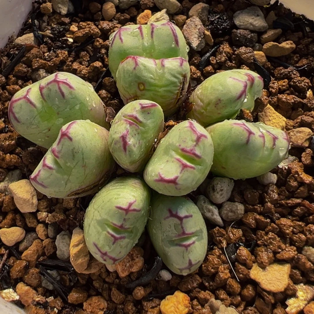 852多肉植物种类和