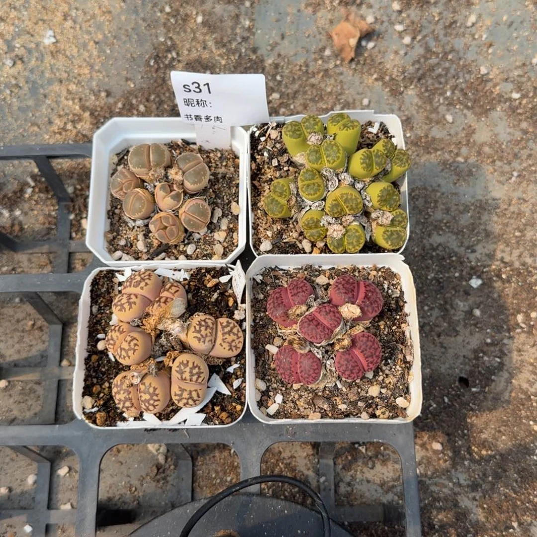 多肉植物多肉植物多肉植物