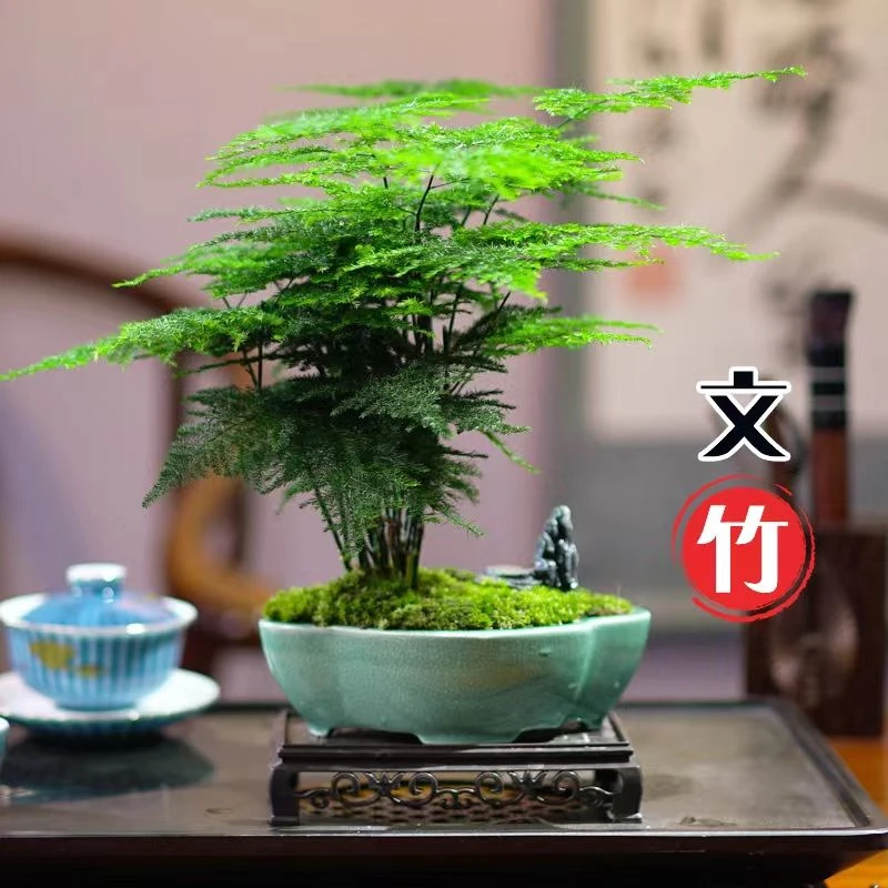 文竹盆栽室内植物净化空气办公室好养花卉盆景四季常青桌面陶瓷摆