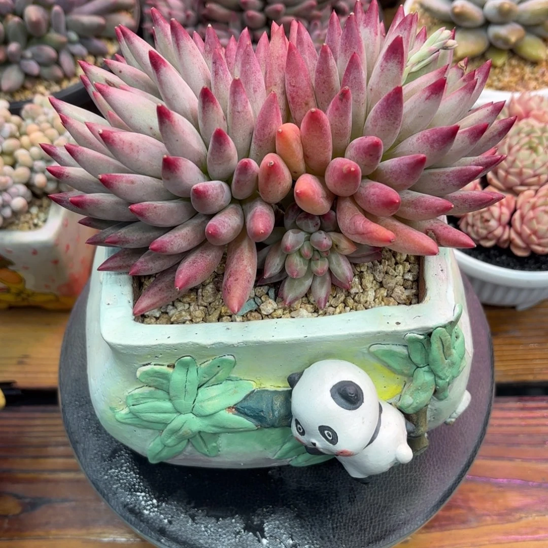 小***岁白体虞美人，多肉植物