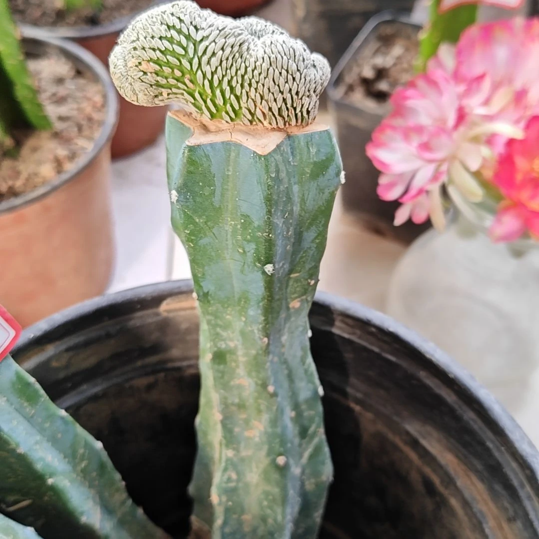 龙神木嫁接精巧丸缀化3-4厘米福