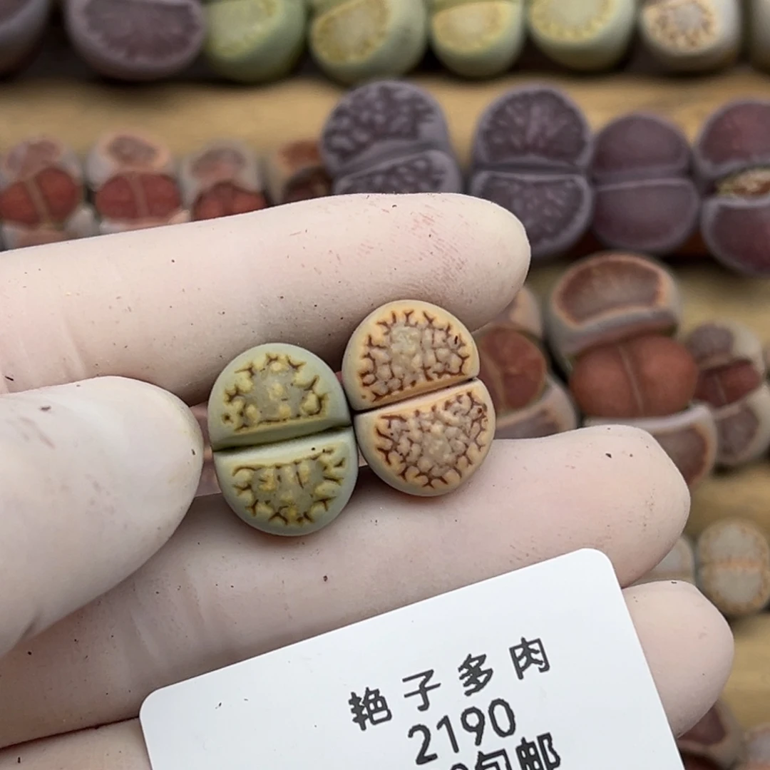 2190号两颗彩色饼干