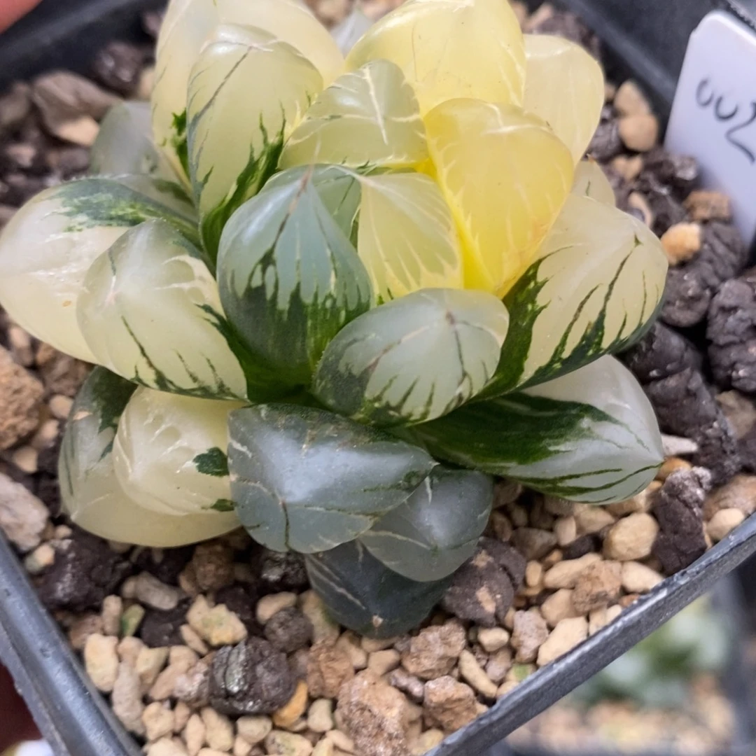 002水晶×冰川玉露锦
