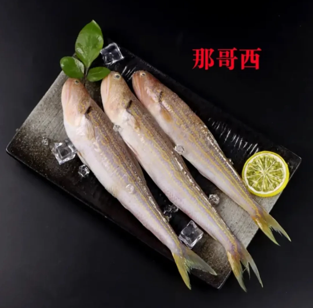 广东惠来神泉港浅海野生那哥鱼，（正哥西/多齿蛇鳞）顺丰冷链包邮。