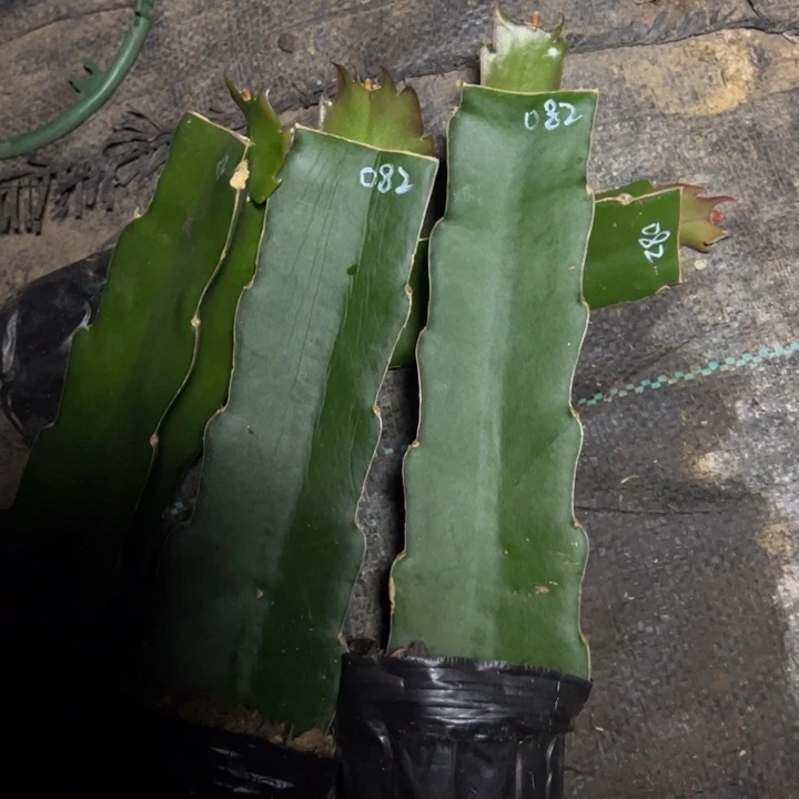 082嫁接单片小苗一颗30