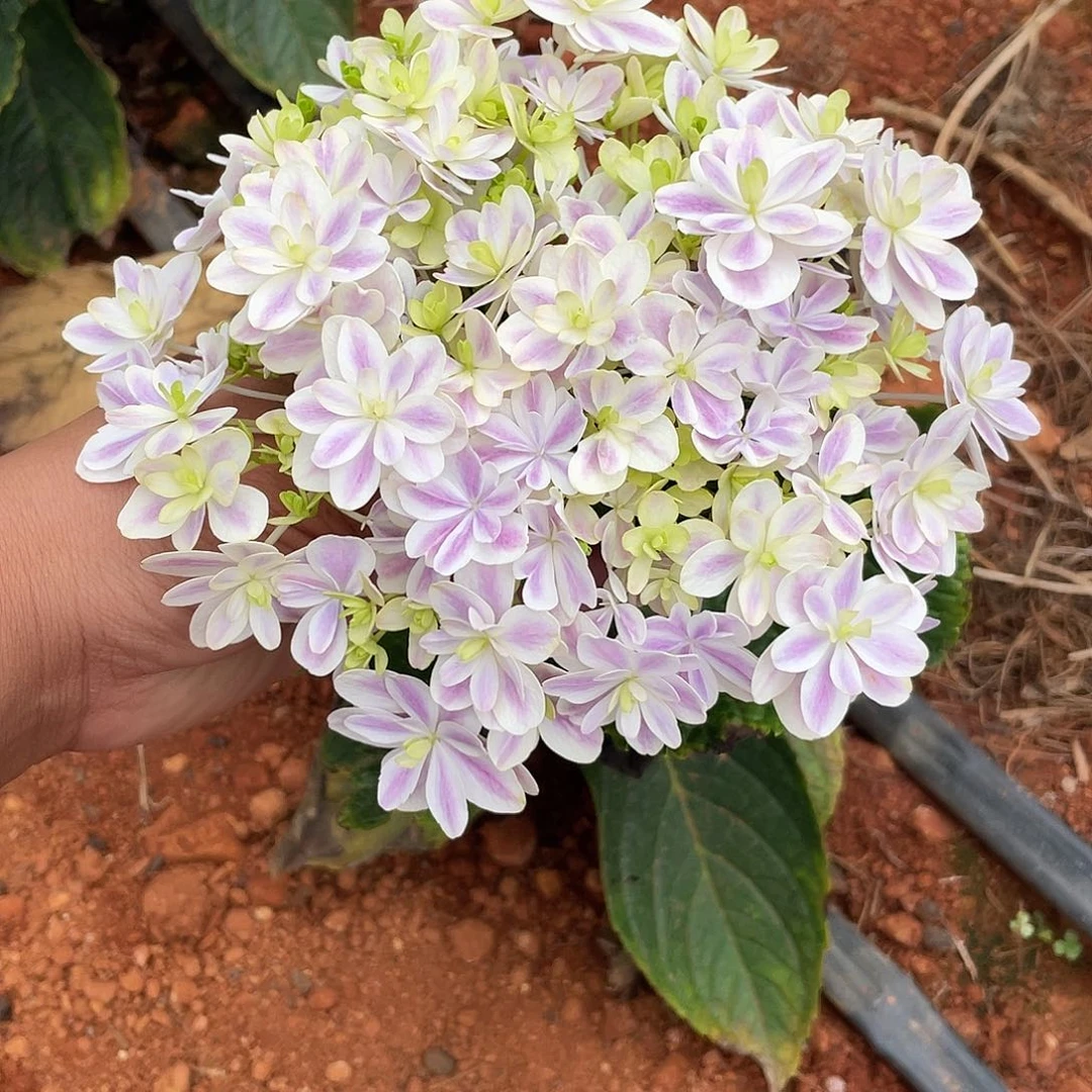 绣球切花一物一拍3枝起包邮，38