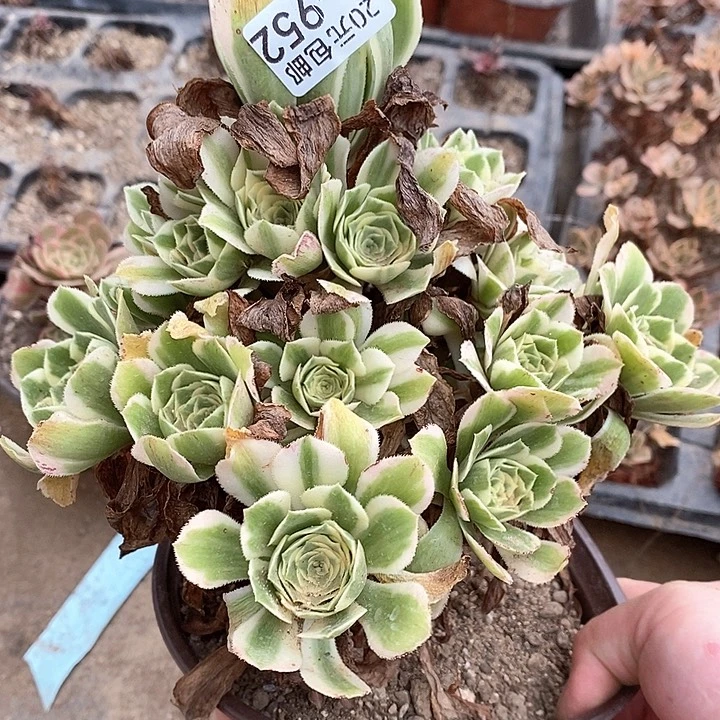 952迈巴赫多肉植物福利