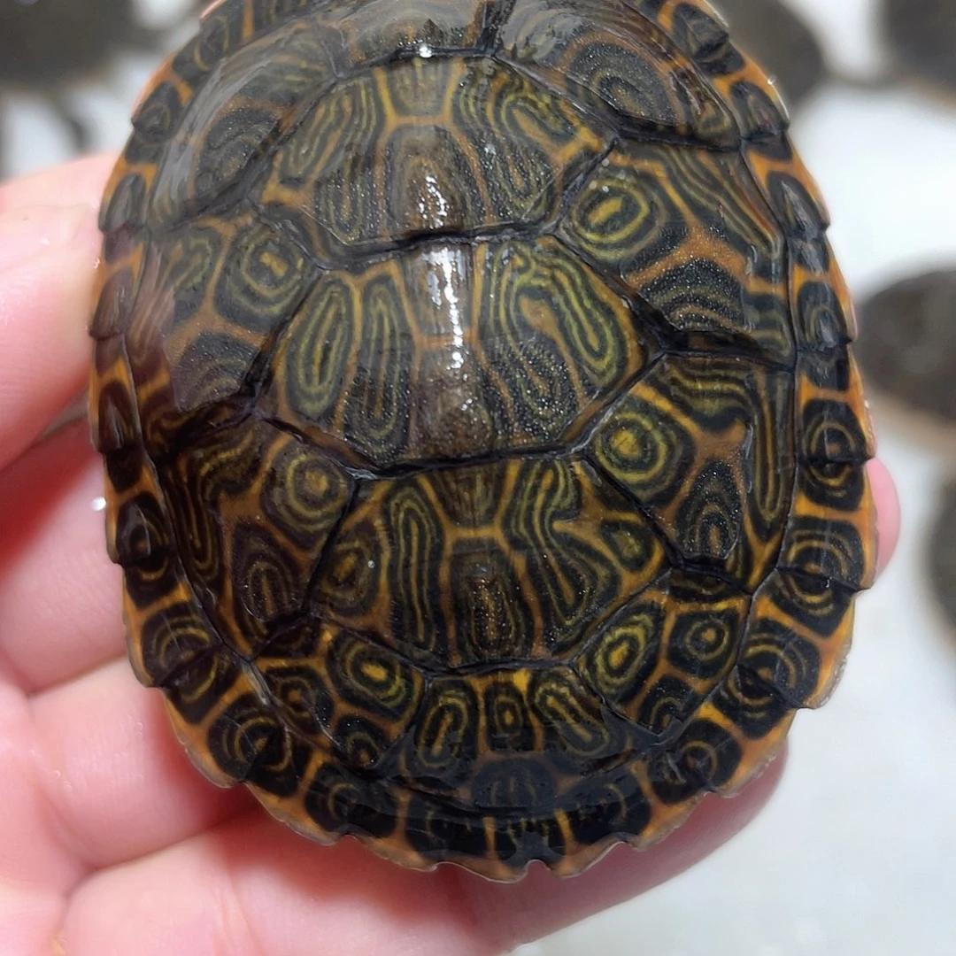 宠物龟不分公母佛甜