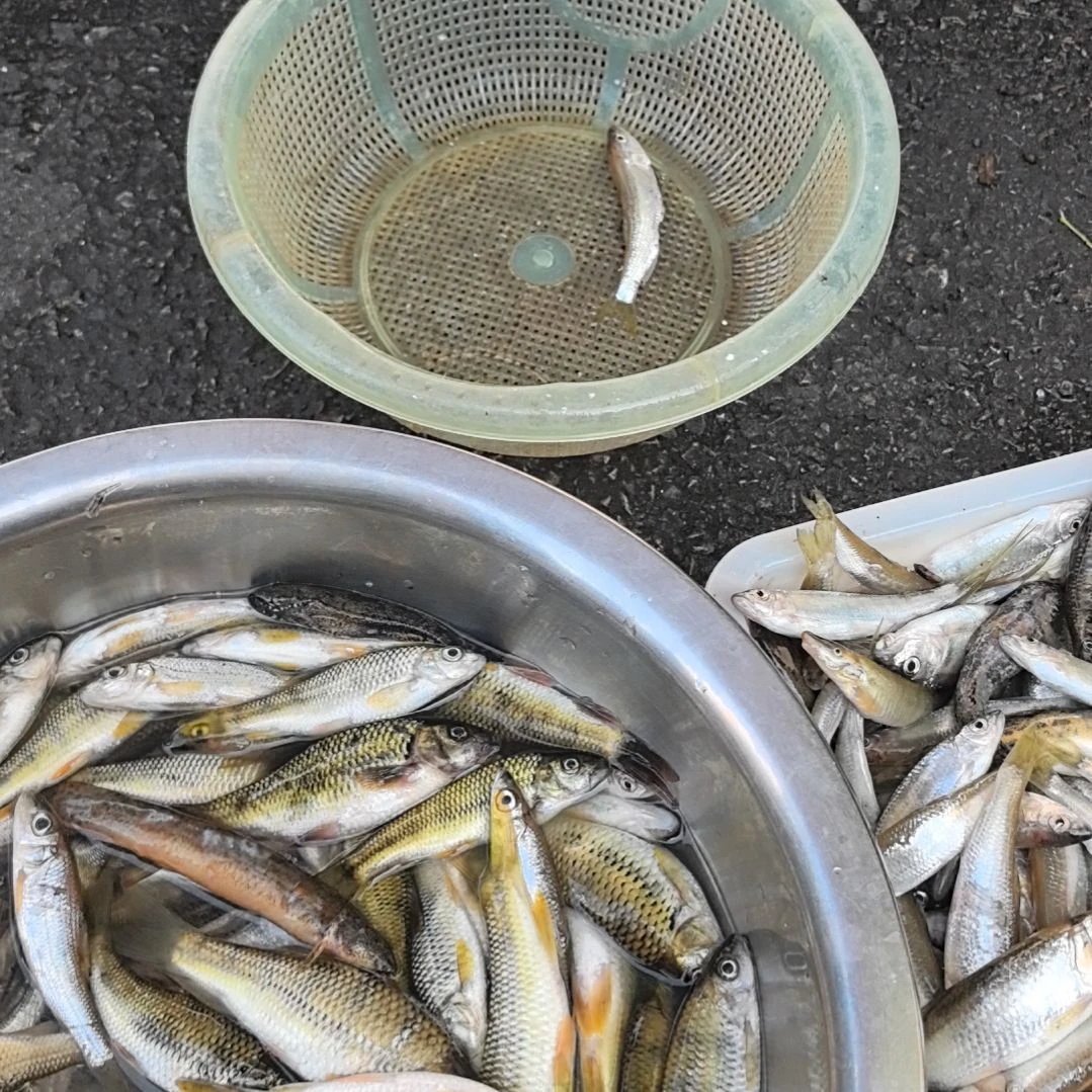 中国大陆36天食用农产品石台小李代购泥鳅野生的2斤