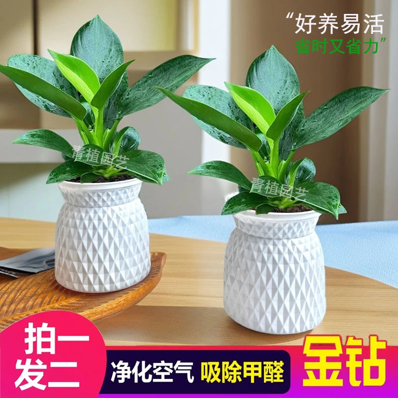 【 买一送一】金钻盆栽室内净化空气美观桌面绿植办公室四季常青