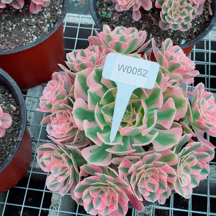 闪购法师1棵粉女巫0052