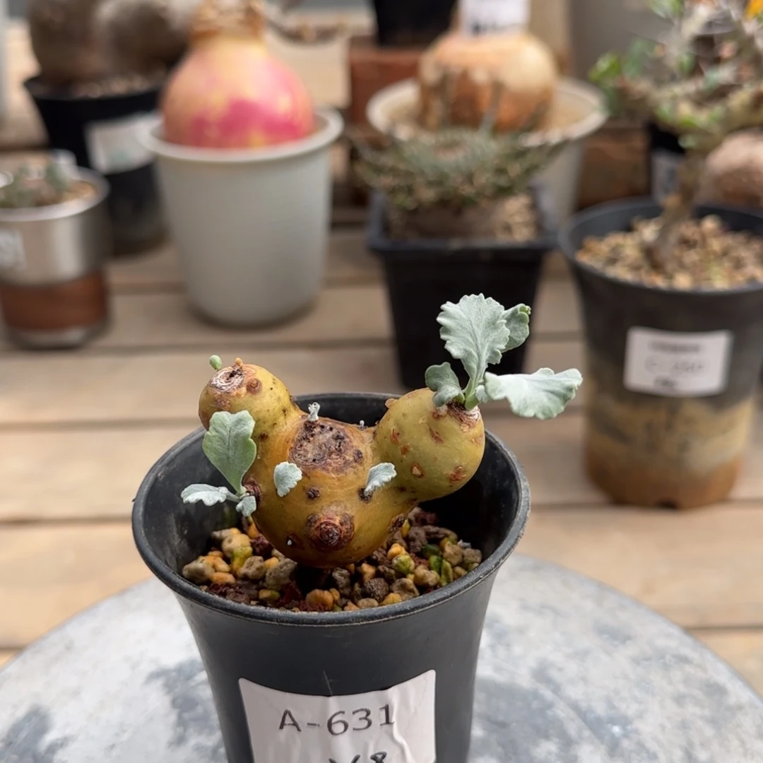 631奇连克洋葵不带盆