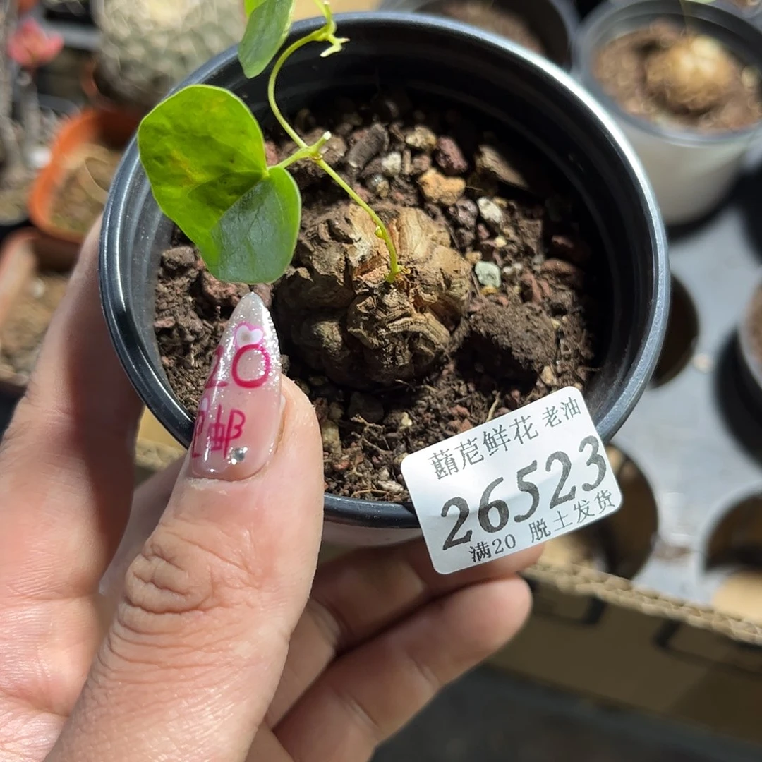 大*萝26523一物一拍单头发货