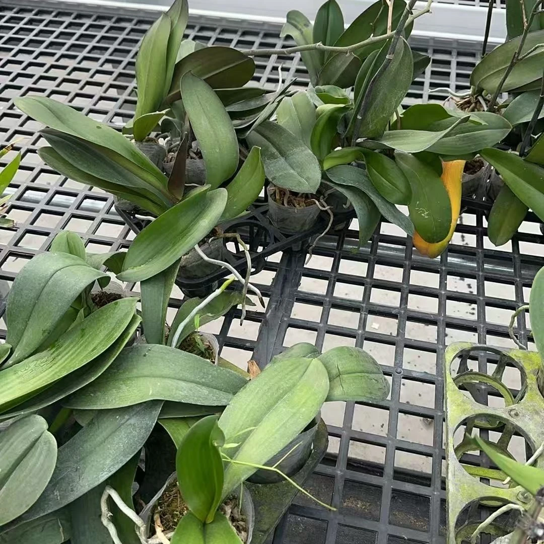 大苗商品兰盲盒  2.8寸或3.5寸软杯  无花牌 花后苗 叶片微瑕疵