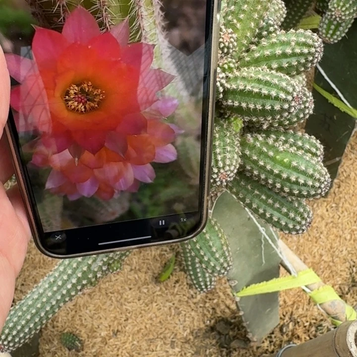 273白檀维罗娜无根侧牙小3个