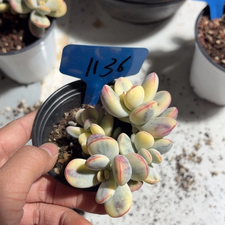 1136没有砍¥；记得记得记得记得就金额合计