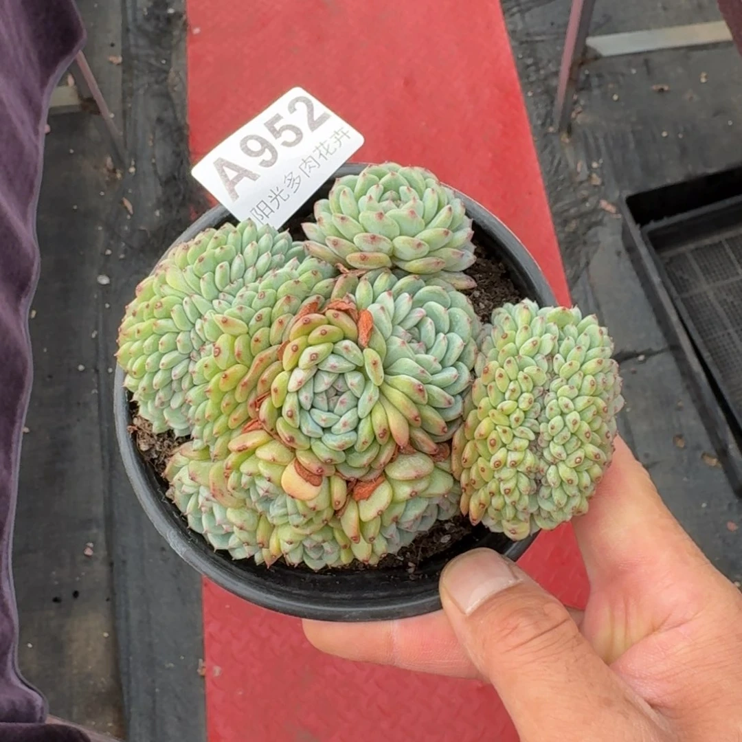 12厘米的尺寸一物一拍的