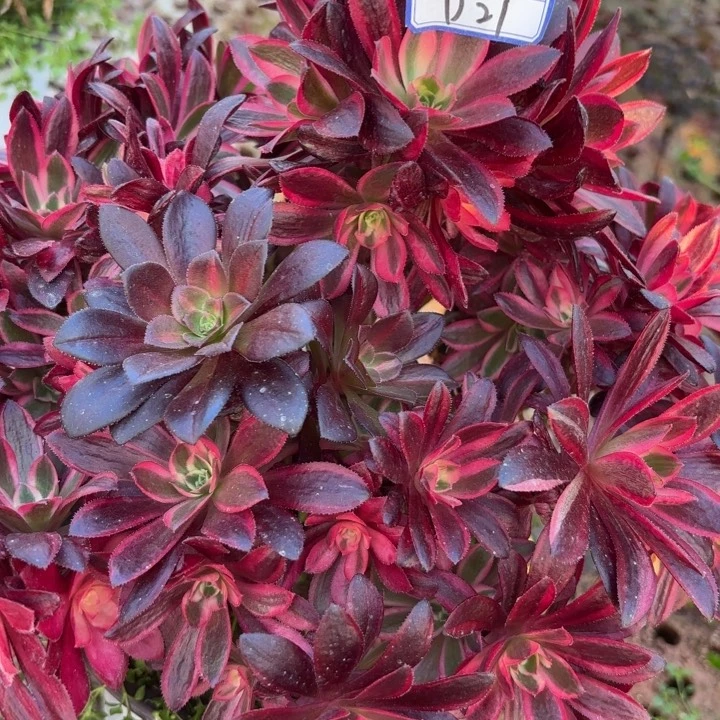 有砍母本多肉断枝不包21