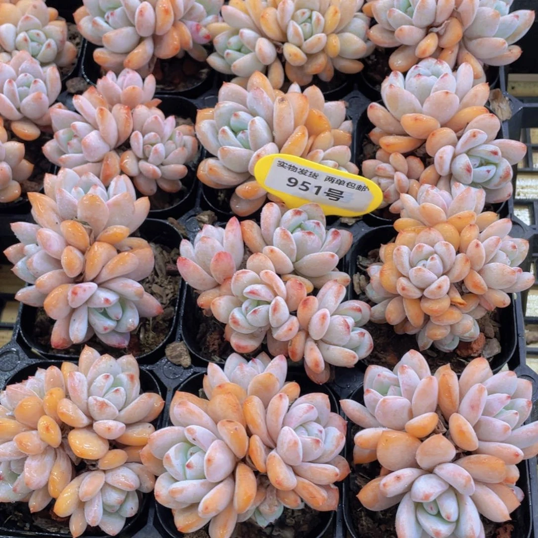 951号 老桩星星雪多头群一个