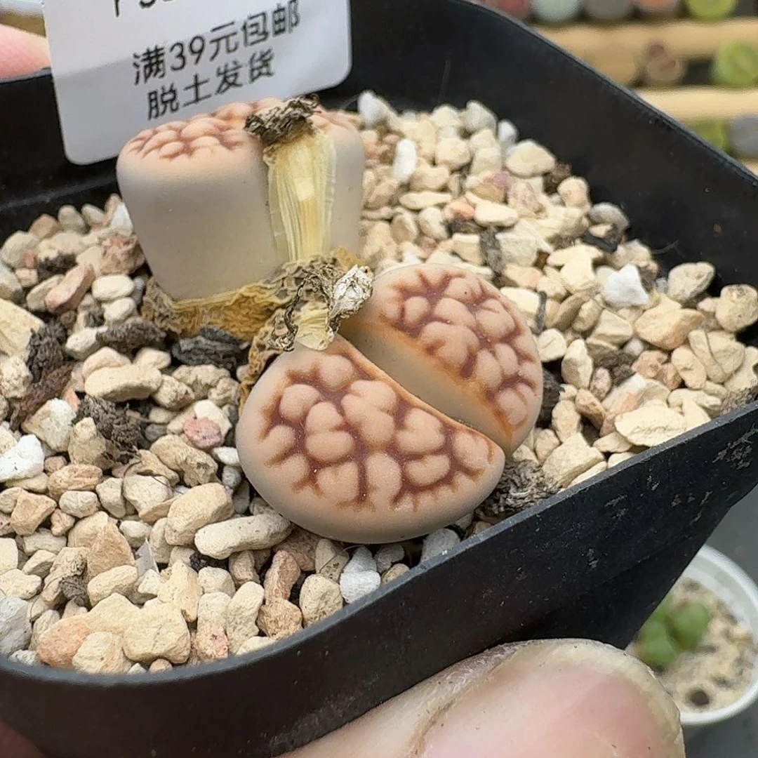 585多肉哈哈哈哈给哥哥