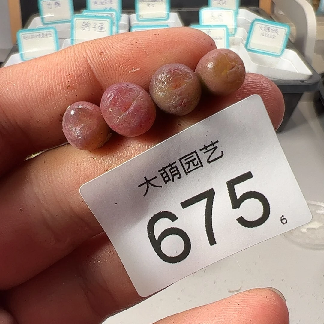 0000675 一物一拍……