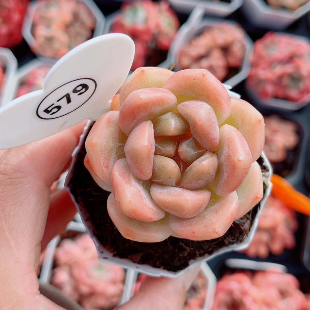 579号小老桩糖心单头