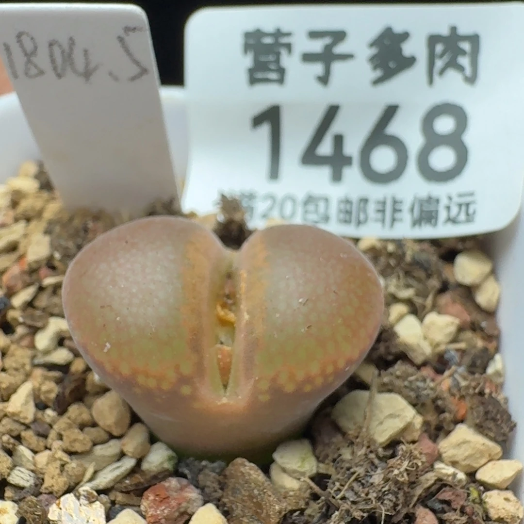 1804.5带盆土。  c10同属。