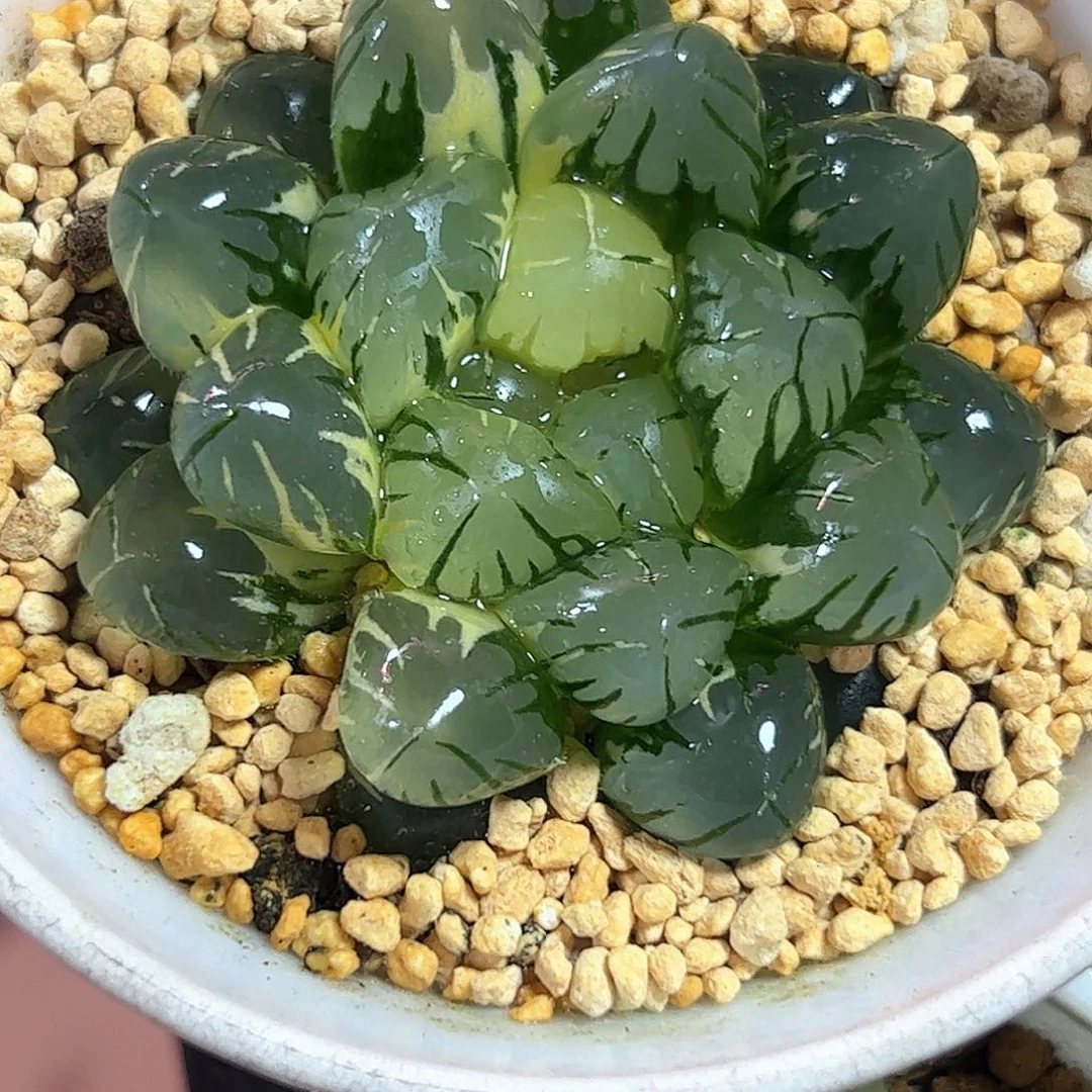 水中月巨大化母本十二卷