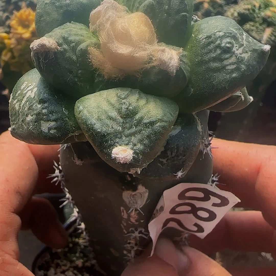 连山682仙人球开花